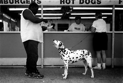 Dog Day at the Fair